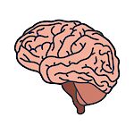 Tomografía CAT de Cerebro simple