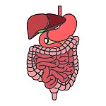 Ultrasonido de Abdomen Superior